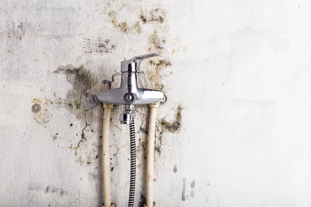 Best Mold Removal and Inspection  in Tanaina, AK