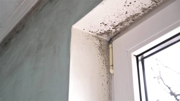 Best Mold Remediation  in Tanaina, AK