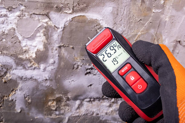 Best Same-Day Mold Removal  in Tanaina, AK