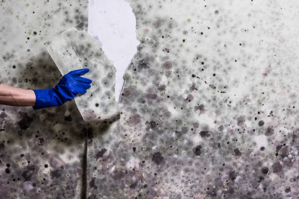 Best Mold Testing  in Tanaina, AK