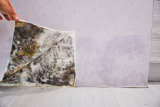 Best Fast Mold Removal  in Tanaina, AK